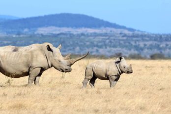 ShotSpotter Combats Rhino Poaching in South Africa’s Kruger National Park